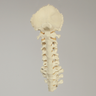 Spine, Occipital-T3, Ligaments and Tan Discs, Solid Foam