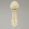 Spine, Occipital-T3, Ligaments and Tan Discs, Solid Foam