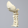 Spine, Cervical with Occipital, Ligaments, and Tan Discs, Solid Foam