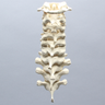 Spine, C1-T3, Ligaments and Tan Discs, Solid Foam