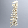 Spine, C1-T3, Ligaments and Tan Discs, Solid Foam