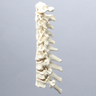 Spine, C1-T3, Ligaments and Tan Discs, Solid Foam