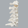 Spine, Cervical, Anterior and Posterior Ligaments, Solid Foam