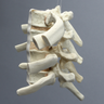 Thoracic Vertebrae with Ribs, Solid Foam