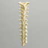 Spine with Reinforced Flex Rod, Pediatric, T1-T12, Solid Foam