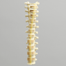 Spine with Reinforced Flex Rod, Pediatric, T1-T12, Solid Foam