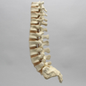 Spine, T8-Sacrum with Tan Discs, Solid Foam