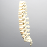 Spine, T8-Sacrum with Tan Discs, Solid Foam