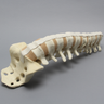 Spine, T8-Sacrum with Tan Discs, Solid Foam