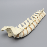 Spine, T8-Sacrum with Tan Discs, Solid Foam