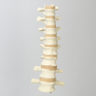 Spine, T7-L2, Solid Foam