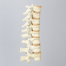 Spine, T7-L2, Solid Foam