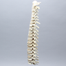 Spine, C1-T12, Solid Foam Spine, C1-T12, Solid Foam