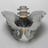 Lumbar Spine with Full Pelvis for SI Torso Model, Radiopaque
