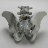 Lumbar Spine with Full Pelvis for SI Torso Model, Radiopaque