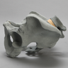 Lumbar Spine with Full Pelvis for SI Torso Model, Radiopaque