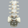 Spine, Lumbar with Laminectomy, Solid Foam