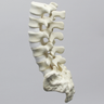 Spine, Lumbar with White Discs and Single Ligament, Solid Foam