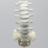 Spine, Lumbar with White Discs and Single Ligament, Solid Foam