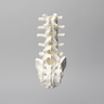Spine, Lumbar with White Discs, Solid Foam