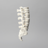 Spine, Lumbar with White Discs, Solid Foam