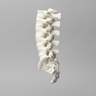 Spine, Lumbar with White Discs, Solid Foam