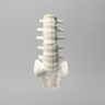 Spine, Lumbar with White Discs, Solid Foam