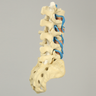 Spine, Lumbar with Nerve Roots and Tan Discs, Solid Foam