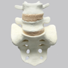 Spine, Lumbar Vertebrae, L4-Sacrum, Without Ligaments, Solid Foam