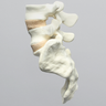 Spine, Lumbar Vertebrae, L4-Sacrum, Without Ligaments, Solid Foam