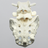 Spine, Lumbar Vertebrae, L4-Sacrum, Without Ligaments, Solid Foam