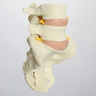 Spine, Lumbar Vertebrae, L4-Sacrum with Nucleus Filled Discs, Solid Foam