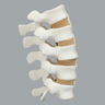 Spine, Lumbar, L1-L5 with Tan Discs, Solid Foam