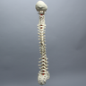 Spine with Occipital, Full, Solid Foam