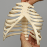 SYMBA™ Articulated Rib Cage System with Holder