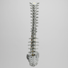 Spine, T1-Sacrum, Radiopaque