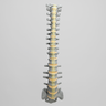 Spine, T1-Sacrum, Radiopaque