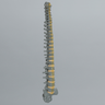Spine, Full, Radiopaque