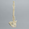 Spine with Pelvis, Flex and Hold Feature, Full, Solid Foam