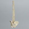 Spine with Pelvis, Flex and Hold Feature, Full, Solid Foam