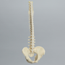 Spine with Pelvis, Flex and Hold Feature, Full, Solid Foam
