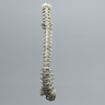 Spine with Flex and Hold Feature, Full, Solid Foam