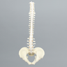 Spine, Male Pelvis, Full, Solid Foam and Foam Cortical Shell