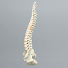 Spine, Male Pelvis, Full, Solid Foam and Foam Cortical Shell