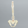 Spine, Male Pelvis, Full, Solid Foam and Foam Cortical Shell