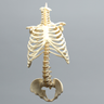 Spine, Torso, Pediatric, Solid Foam
