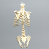 Spine, Torso, Pediatric, Solid Foam