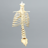 Spine with Ribs, Pediatric, Full, Solid Foam