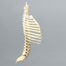 Spine with Ribs, Pediatric, Full, Solid Foam