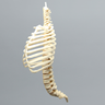Spine with Ribs, Pediatric, Full, Solid Foam